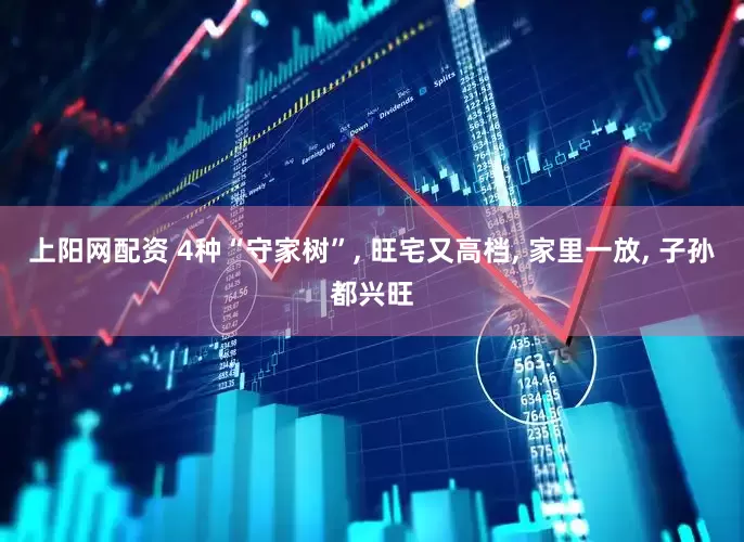 上阳网配资 4种“守家树”, 旺宅又高档, 家里一放, 子孙都兴旺